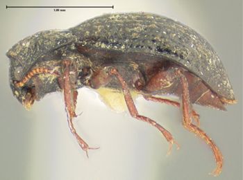 Media type: image;   Entomology 24455 Aspect: habitus lateral view